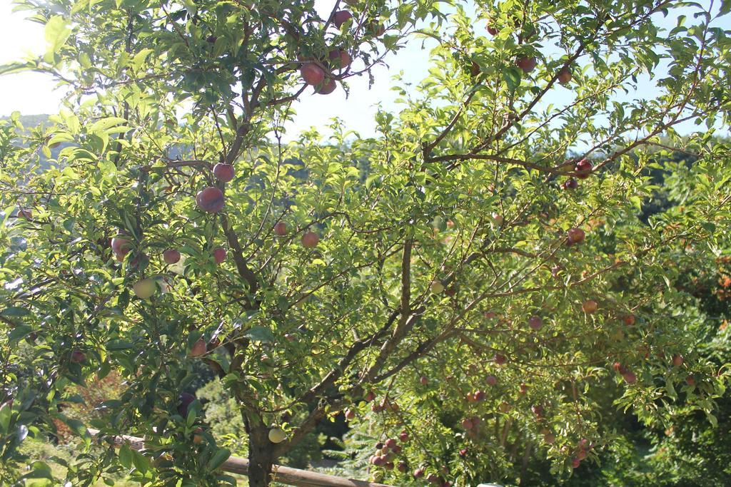 B&B Il Poggetto Serra SantʼAbbondio Zewnętrze zdjęcie