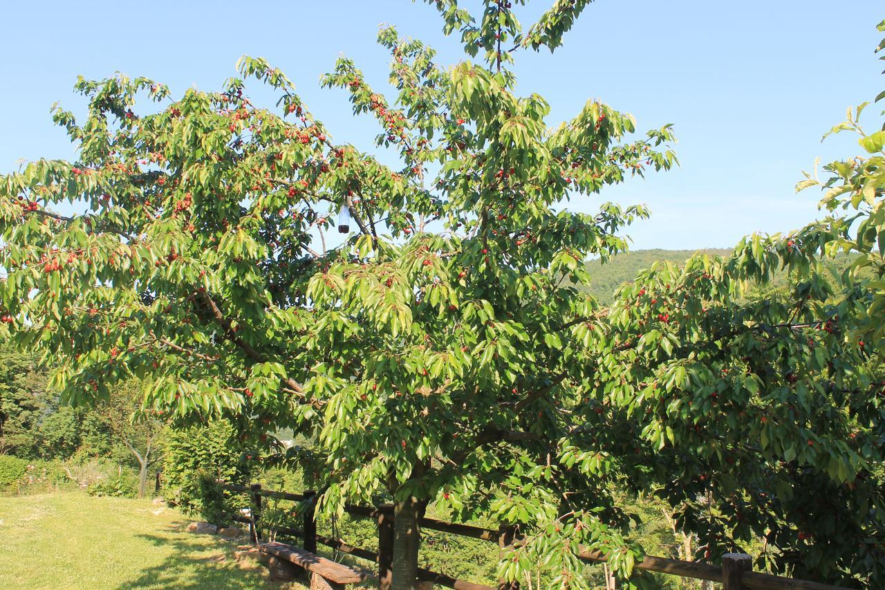 B&B Il Poggetto Serra SantʼAbbondio Zewnętrze zdjęcie